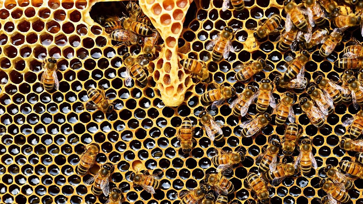Unser Jahresthema 2021: Bienen