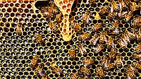 Unser Jahresthema 2021: Bienen